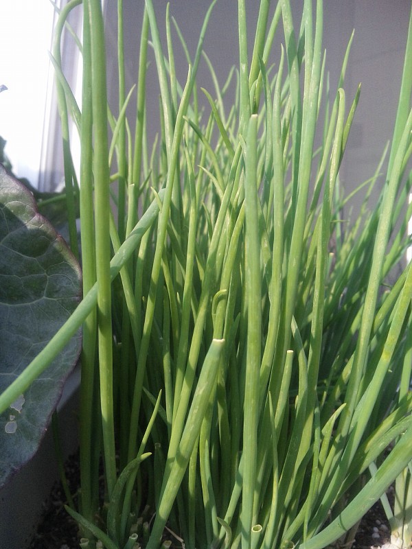 スナップエンドウに花 わけぎ収穫 ベランダで家庭菜園 プランターで栽培日記