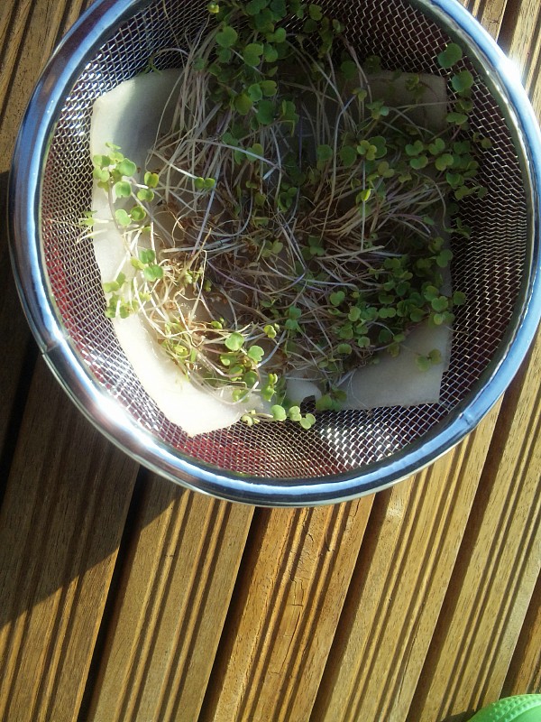 スプラウト栽培 失敗 リベンジ ベランダで家庭菜園 プランターで栽培日記