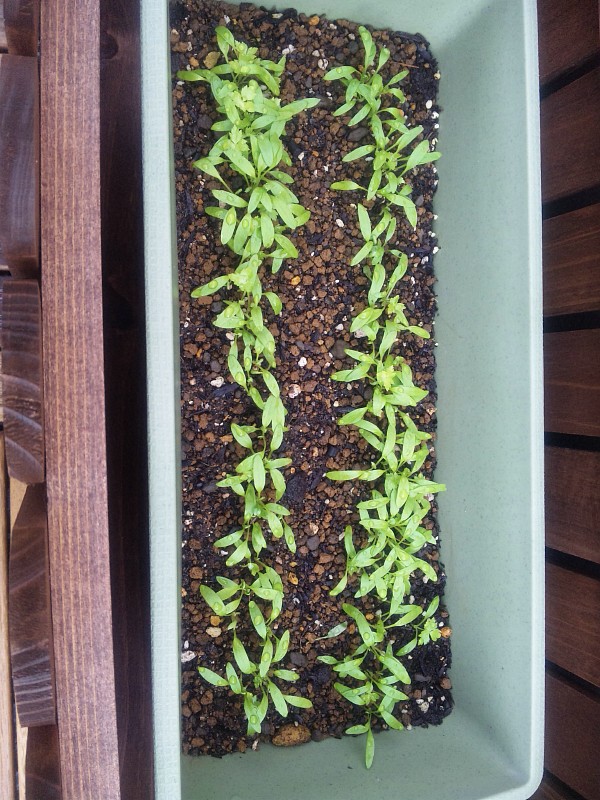 ミツバ栽培 ゆっくり成長中 ほうれん草第２弾 ベランダで家庭菜園 プランターで栽培日記
