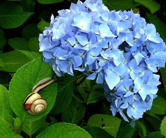 紫陽花にはかたつむりが似合う Blog 明日死ぬと思って生き 永遠に生きると思って学ぶ