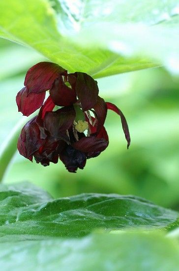 庭の黒いお花達 白いお花 四季の野草たより