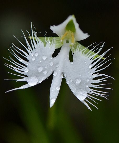 庭のサギソウ ハナクワイ 四季の野草たより