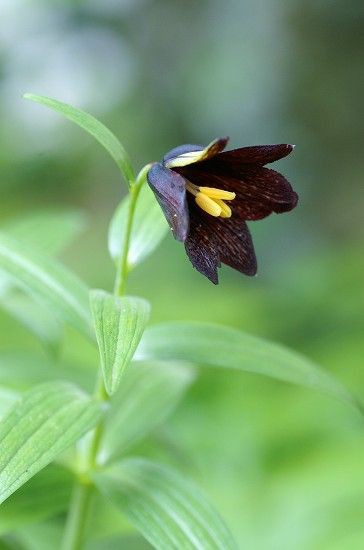 庭の黒いお花達 白いお花 四季の野草たより