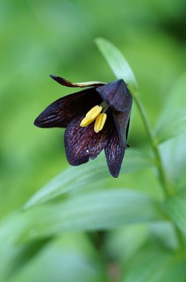 庭の黒いお花達 白いお花 四季の野草たより