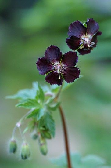 庭の黒いお花達 白いお花 四季の野草たより