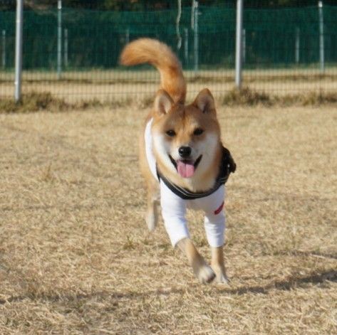 いつもの足柄ドッグランcocoへおでかけ 豆柴麦うた日記