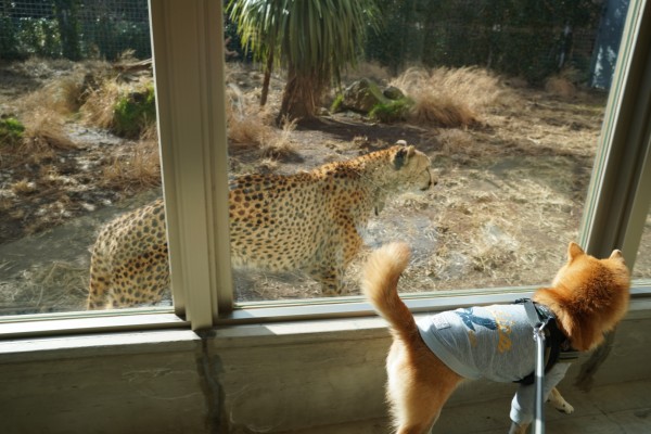 ぐるり伊豆の旅3日目 2 伊豆アニマルキングダム 豆柴麦うた日記