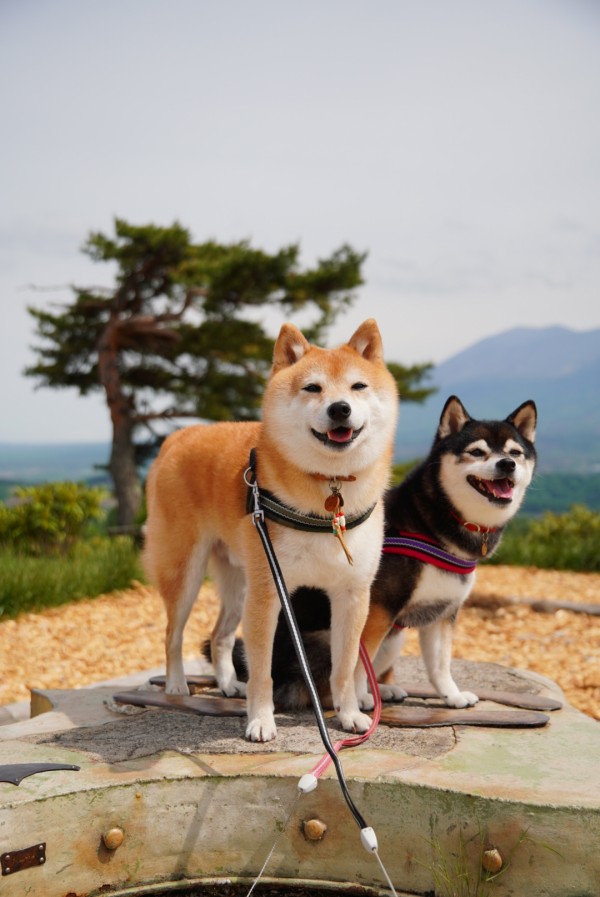 思い立って鬼押出し園 : 豆柴麦うた日記