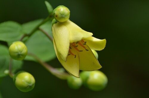 白岩山 キレンゲショウマ花盛 勝手に花言葉 徒然なるままに