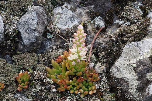 ヤツガシラ イブキジャコウソウ クロカミラン 勝手に花言葉 徒然なるままに