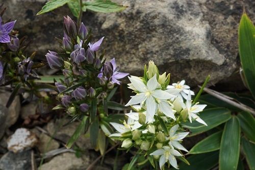 Burn 紫の花炎 Vs 白の反逆者 天山 勝手に花言葉 徒然なるままに