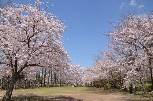 花立山 城山公園 桜満開 勝手に花言葉 徒然なるままに