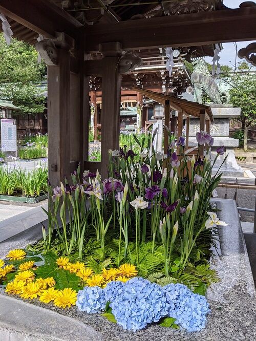 菖蒲まつり 宮地嶽神社 勝手に花言葉 徒然なるままに