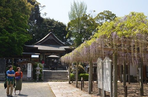 武蔵寺 藤 ３ 4分 勝手に花言葉 徒然なるままに