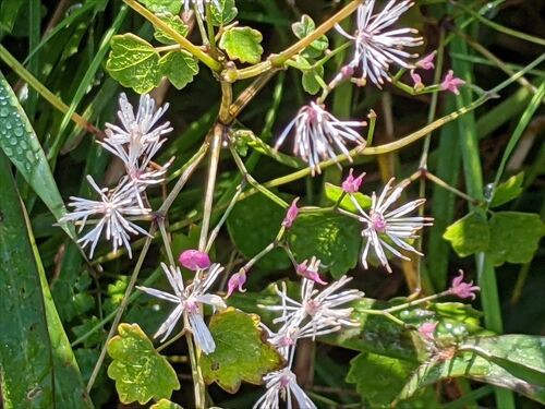 ブリッと天山 花三昧 勝手に花言葉 徒然なるままに