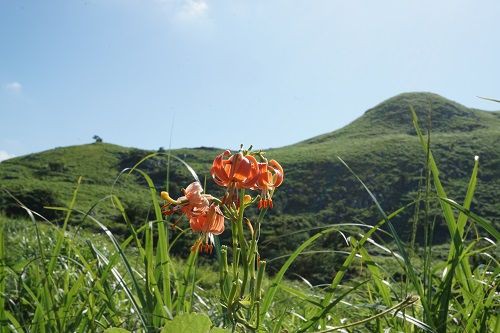 平尾台 ノヒメユリ サギソウ 勝手に花言葉 徒然なるままに