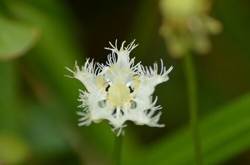 秋朝露のタデ原湿原 勝手に花言葉 徒然なるままに