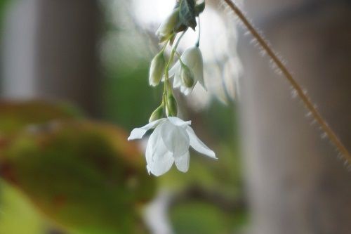 バイカイカリソウ 梅花碇草 勝手に花言葉 徒然なるままに