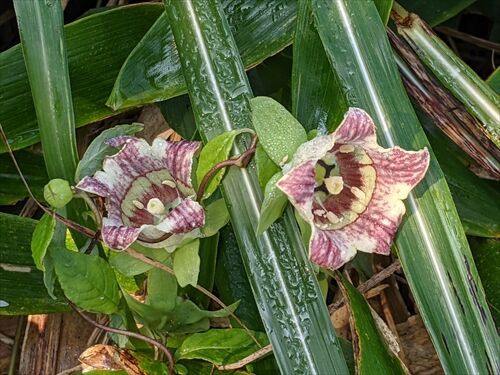 ブリッと天山 花三昧 勝手に花言葉 徒然なるままに
