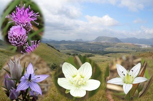 ブリブリウメちゃん平尾台 勝手に花言葉 徒然なるままに