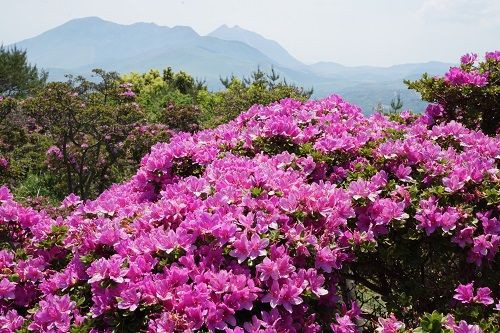 経塚山 610m ミヤマキリシマ 勝手に花言葉 徒然なるままに