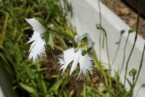 平尾台 ノヒメユリ サギソウ 勝手に花言葉 徒然なるままに