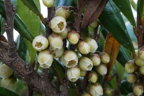 ハマヒサカキ 勝手に花言葉 徒然なるままに