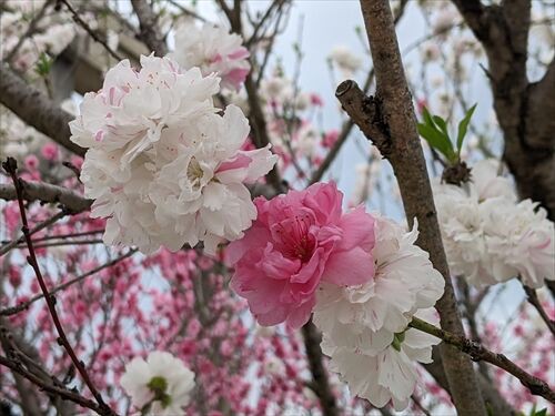 筑豊対決 桜 Vs 桃 勝手に花言葉 徒然なるままに