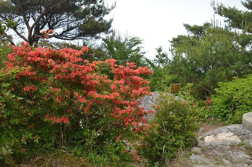 作礼山 花期の狭間で 勝手に花言葉 徒然なるままに