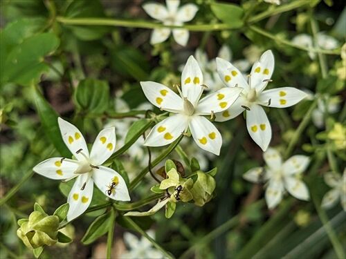 斑無しを求めて 若杉山 : 勝手に花言葉 徒然なるままに