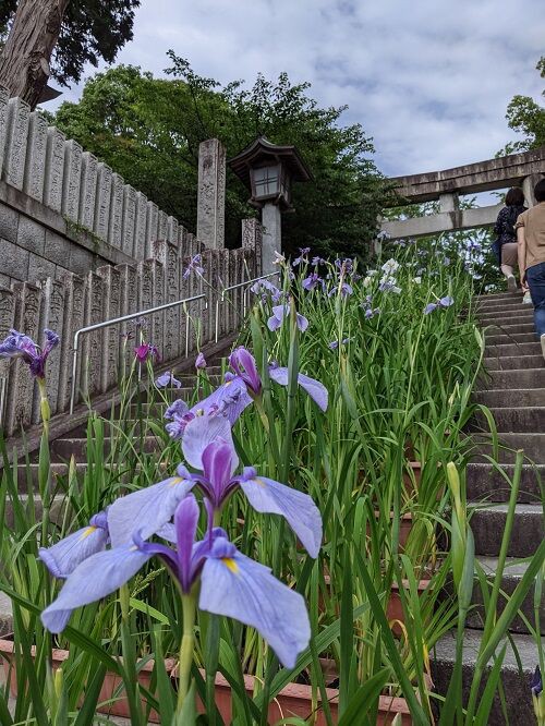 菖蒲まつり 宮地嶽神社 勝手に花言葉 徒然なるままに