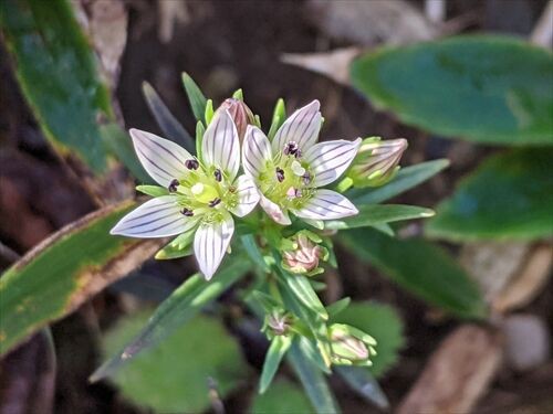 ブリッと天山 花三昧 勝手に花言葉 徒然なるままに