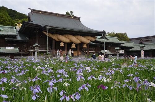 菖蒲まつり 宮地嶽神社 勝手に花言葉 徒然なるままに