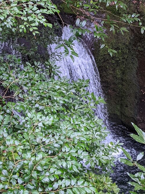 深倉峡 3年ぶりの 勝手に花言葉 徒然なるままに