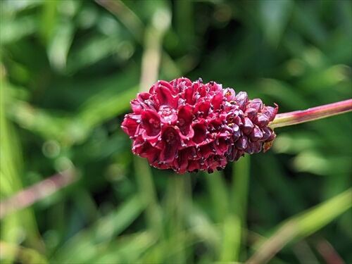 白髭爺と鷺の舞 阿蘇 九重 勝手に花言葉 徒然なるままに