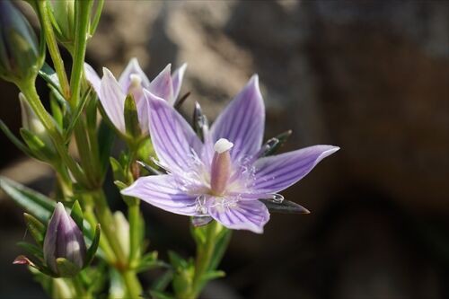 ブリッと天山 花三昧 勝手に花言葉 徒然なるままに