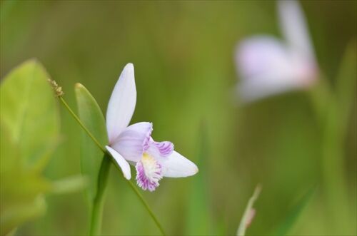 蕾みの作礼山 飛べ 勝手に花言葉 徒然なるままに