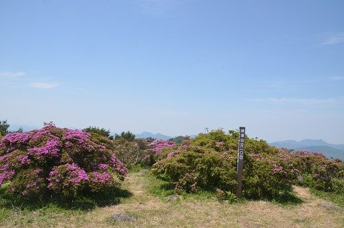 経塚山 610m ミヤマキリシマ 勝手に花言葉 徒然なるままに