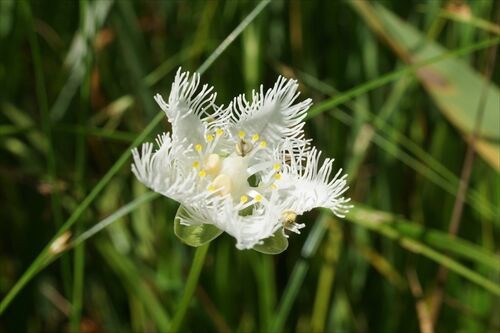 白髭爺と鷺の舞 阿蘇 九重 勝手に花言葉 徒然なるままに