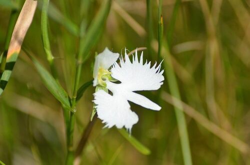 鷺舞 樫原湿原 勝手に花言葉 徒然なるままに