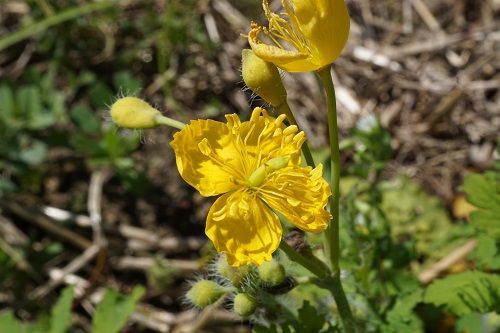 クサノオウ 草の黄 瘡の王 勝手に花言葉 徒然なるままに