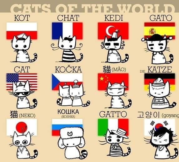 かわいい 世界各国の猫の呼び名を表したイラストが海外で話題に 動画翻訳 かっとびジャパン 海外の反応
