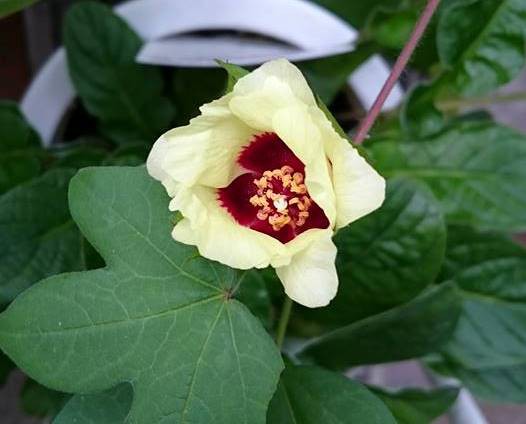 綿の成長日記 綿の花の命は一日 でも続々と新しい花が 今後の楽しみと 目の前の台風クライシス かわちーな かわちーの 綿の成長日記 綿の花の命は一日 でも続々と新しい花が 今後の楽しみと 目の前の台風クライシス かわちーな かわちーの