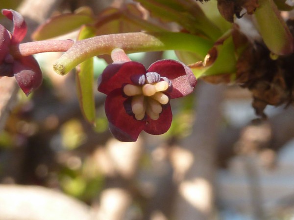 アケビの花と山椒の若葉 木の芽 参ったひろしの花観察