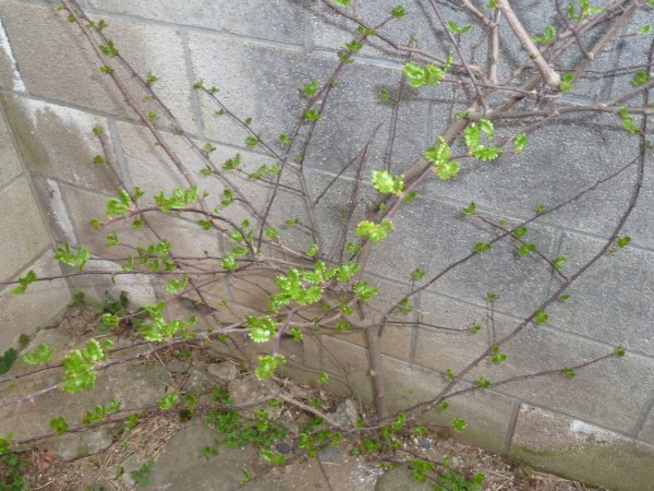 アケビの花と山椒の若葉 木の芽 参ったひろしの花観察