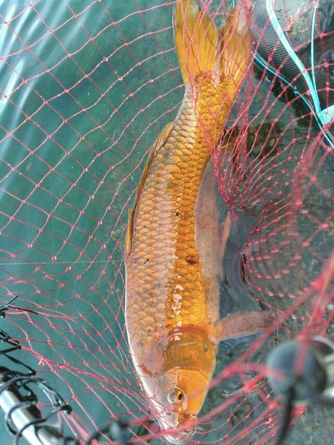 のべ竿で大物狙い 鯉焦がれ 来る魚 拒まず