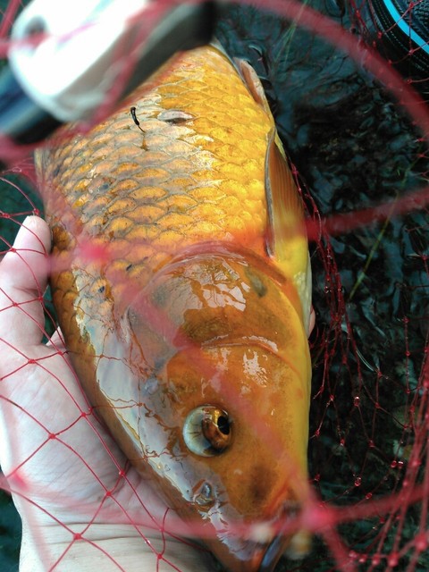 のべ竿で大物狙い 鯉焦がれ 来る魚 拒まず