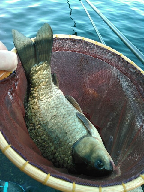 のべ竿で大物狙い 鯉焦がれ 来る魚 拒まず