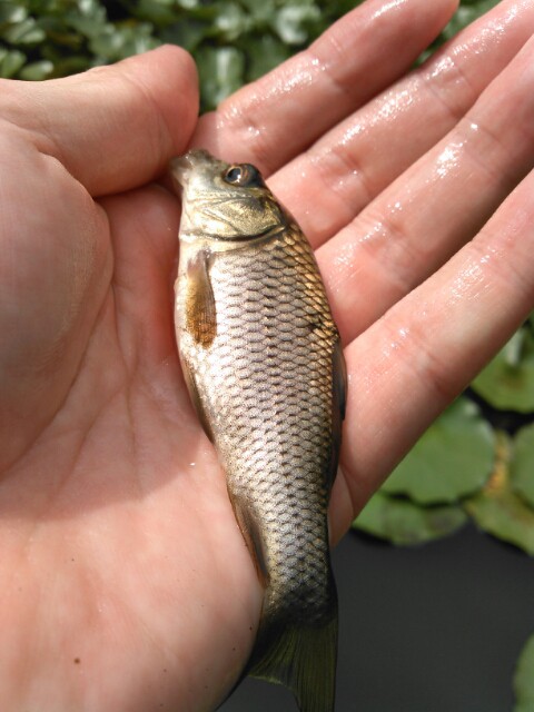 小鯉とヘラブナ 鯉焦がれ 来る魚 拒まず