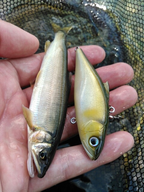 鮎ルアー 鮎釣り 鯉焦がれ 来る魚 拒まず